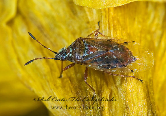 Kleidocerys resedae 6021893z