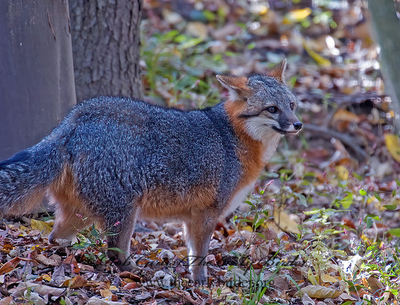 Urocyon cineroargentatus  GRAY FOX  5002920 +z