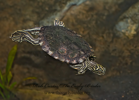 Graptemys oculifera   RINGED SAWBACK TURTLE 8016020z