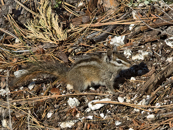 Tamias merriami  MERRIAMS'S CHIPMUNK 9057238z