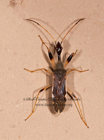 Myodocha serripes 8023403z