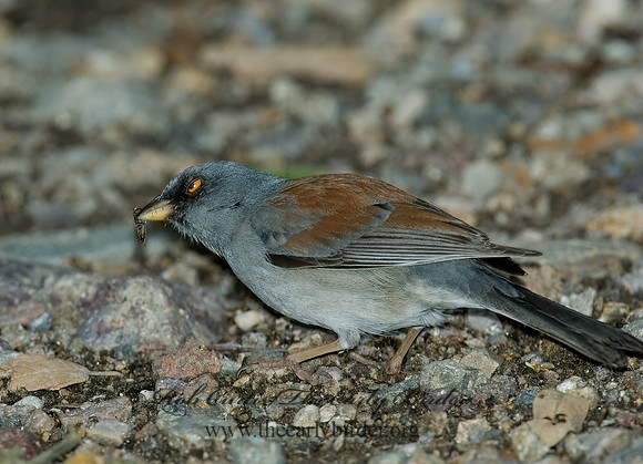 Junco phaeonotus  YELLOW-EYED JUNCO 5005817z
