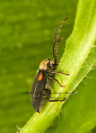 Eucrada humeralis  DEATH WATCH BEETLE 8005063 z