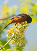 Icterus spurius ORCHARD ORIOLE 9044623z