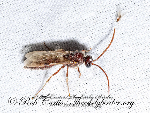 Brachycistidinae  TIPHIID WASP 3039246z