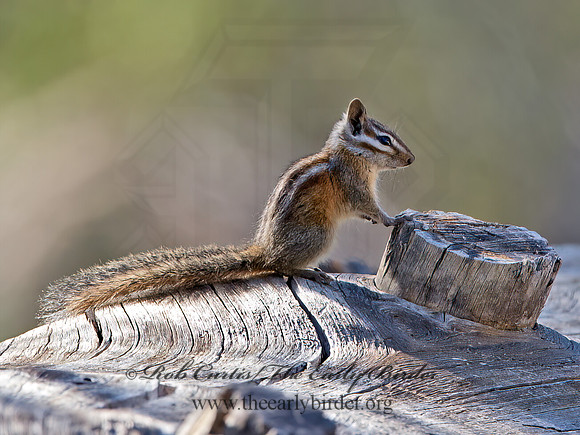 Tamias merriami  MERRIAMS'S CHIPMUNK 9057125z