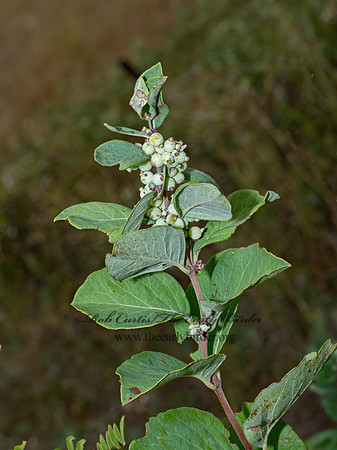 Symphoricarpos occidentalis  WESTERN SNOWBERRY 3023471-z