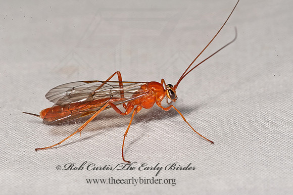 Netelia  ICHNEUMON WASP 8036977z