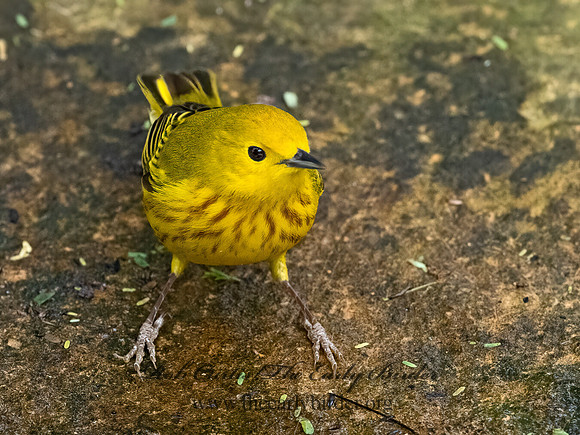 Setophaga petechia  YELLOW WARBLER 3030517z