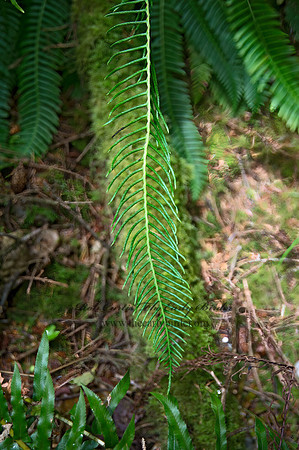 Blechnum spicant  DEER FERN 9059227z
