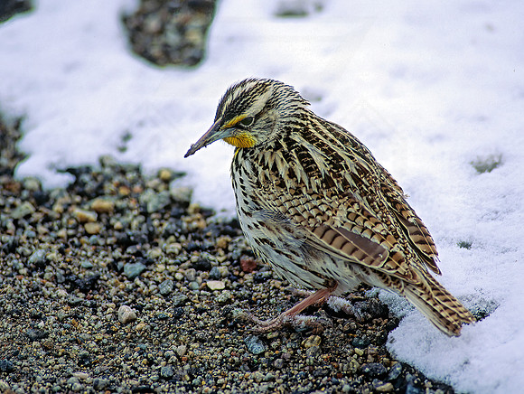 Sturnella neglecta  WESTERN MEADOWLARK 119306z