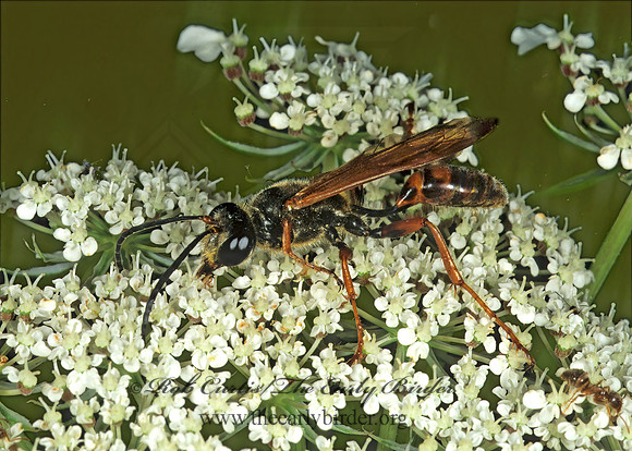 Isodontia auripes 1275023z