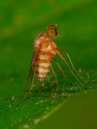 Chrysopilus quadratus  SNIPE FLY 3021351z