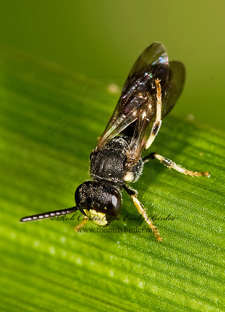 Hylaeus (Prosopis) modestus 8016852z
