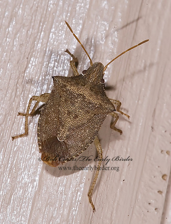 Euschistus quadrator~ 6024379z
