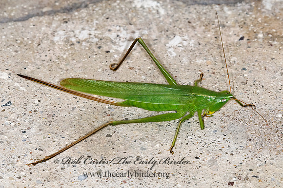 Neoconocephalus retusus 6013038z
