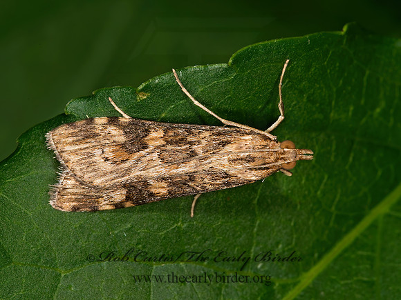 Nomophila nearctica LUCERNE MOTH