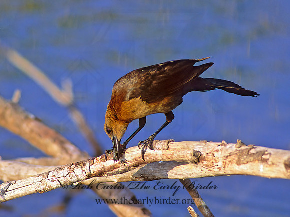 Quiscalus major  BOAT-TAILED GRACKLE 259714z