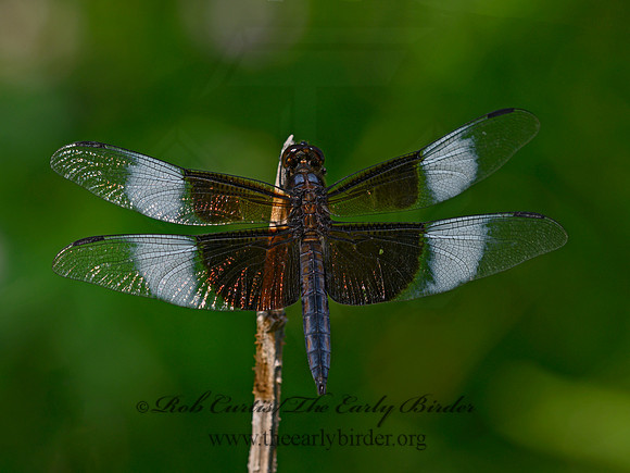 Libellula luctuosa WIDOW SKIMMER 1304446