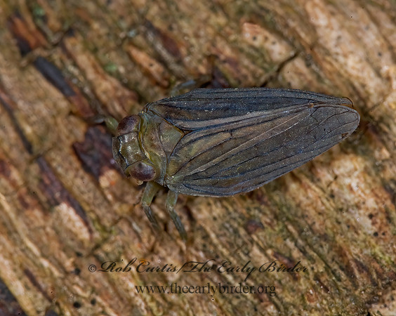 Thionia simplex 6011493 z