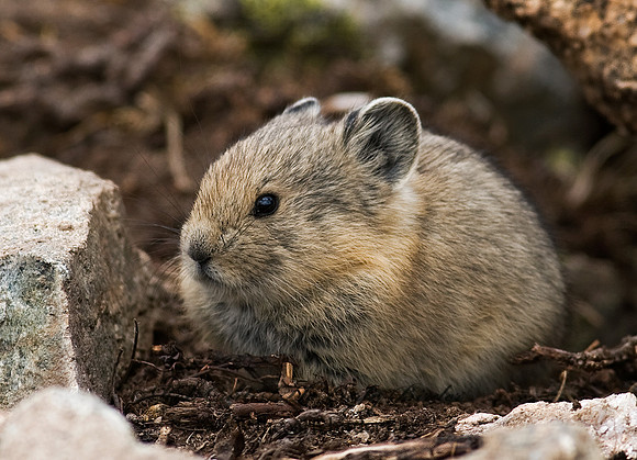Ochotona princeps  AMERICAN PIKA 6027318z