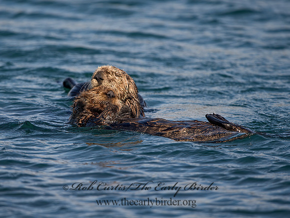 Enhydra lutris nereis  SOUTHERN SEA OTTER 9057957z