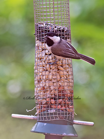 Poecile carolinensis  CAROLINA CHICKADEE 9063172z
