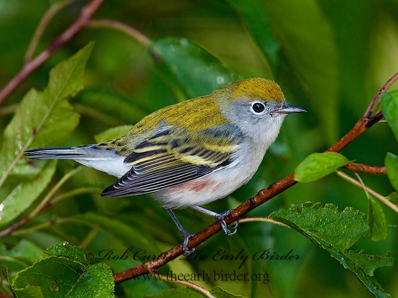 Setophaga pennsylvanica  CHESTNUT-SIDED WARBLER 3010011z