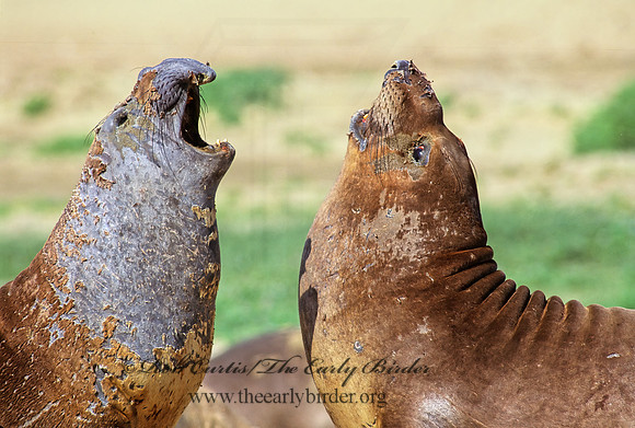 Mirounga angustirostris  NORTHERN ELEPHANT SEAL 111102z