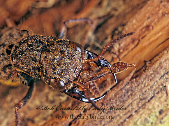 Ontholestes cingulatus 177602z