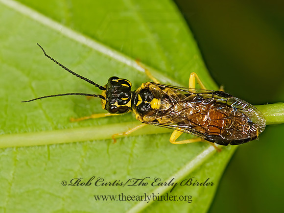 Pamphilius phyllisae 8014234z