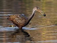 Aramus guarauna LIMPKIN 9085624z