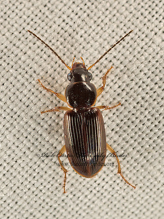 Stenolophus ochropezus  SEEDCORN BEETLE 9048747z