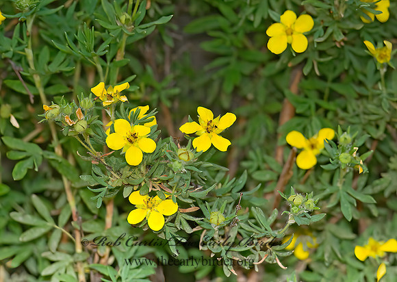 Dasiphora fruticosa  SHRUBBY CINQUEFOIL 6027453z