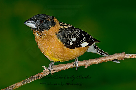 Pheucticus melanocephalus  BLACK HEADED GROSBEAK 5005887z
