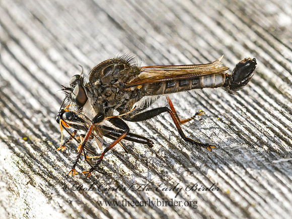 Efferia aestuans  ROBBER FLY 1305811z