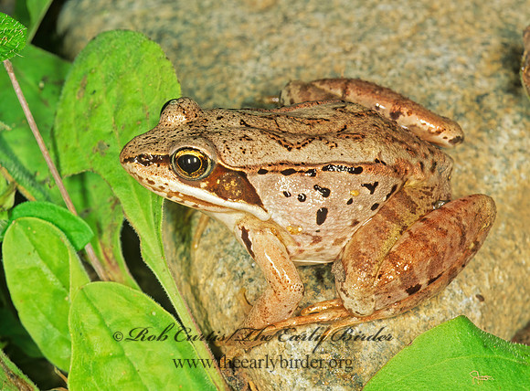 Lithobates sylvatica  WOOD FROG 207326 z
