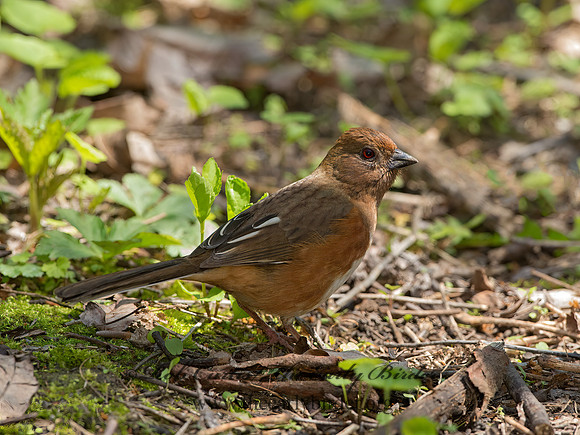 Pipilo erythrophthalmus  EASTERN TOWHEE 9044418z