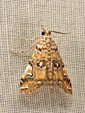 Elophila gyralis  WATERLILY BORER 9049405z