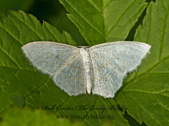 Scopula quadrilineata  FOUR-LINED WAVE 9035960z