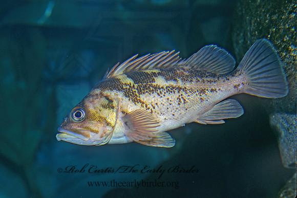Sebastes caurinus  COPPER ROCKFISH 222012z