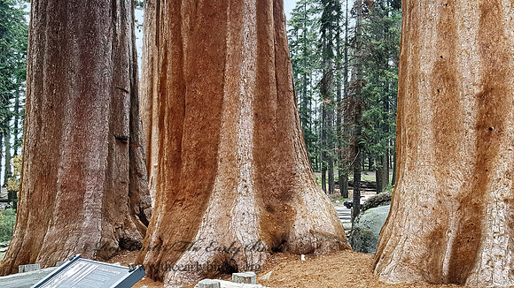 Sequoiadendron giganteum  GIANT SEQUOIA 2000808z