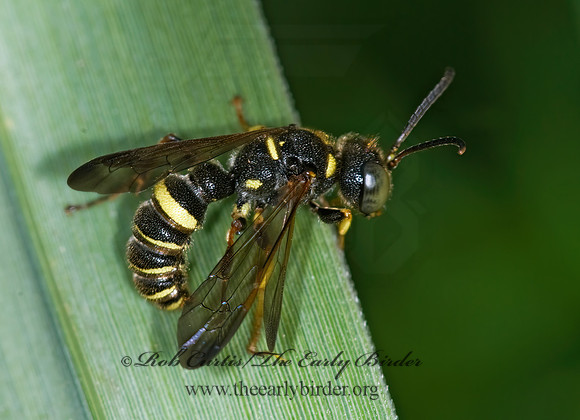 Cerceris  WEEVIL WASP 6012159z