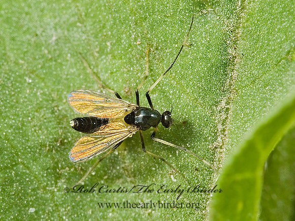 Cricotopus  NON-BITING MIDGE 5010754 z