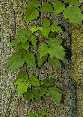 Toxicodendron  radicans  POISON IVY 5009180z