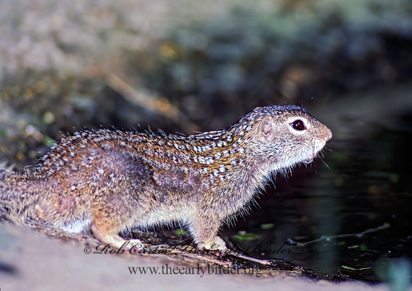 Ictidomys parvidens  RIO GRANDE GROUND SQUIRREL 91209z