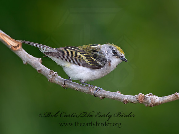 Setophaga pennsylvanica  CHESTNUT-SIDED WARBLER 9038984z