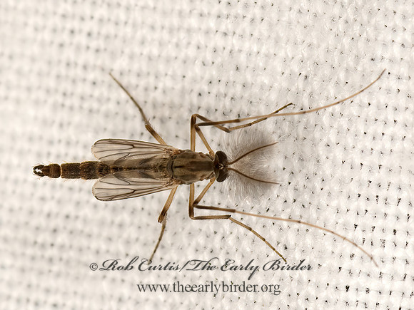 Glyptotendipes  GRAY MIDGE 3041818z