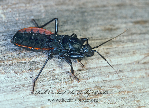 Melanolestes picipes 169608 z