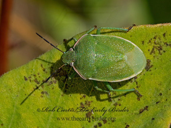 Chlorochroa granulosa  GREEN STINKBUG 3024826z